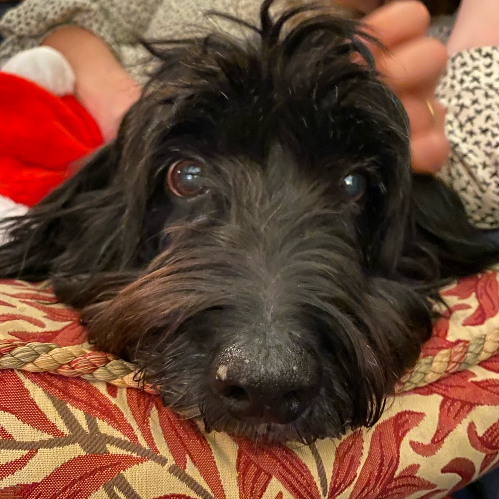 Meet your Posher, Oliver